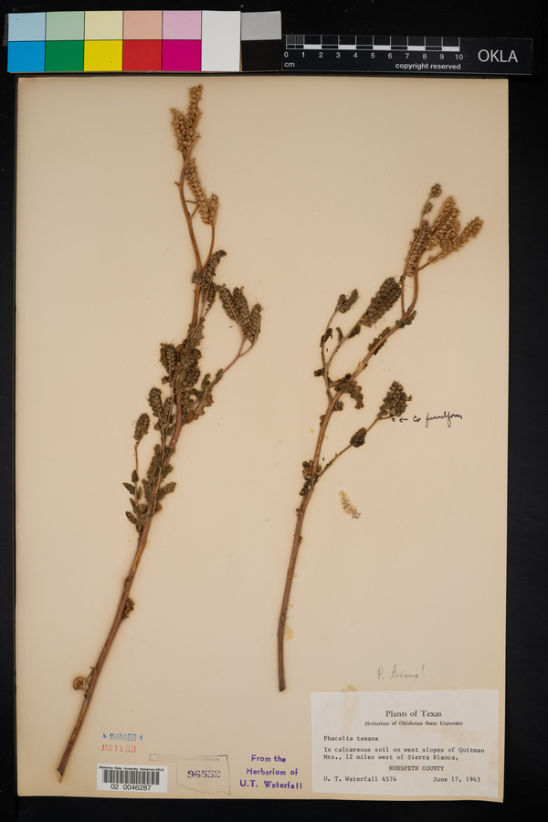 Phacelia texana image