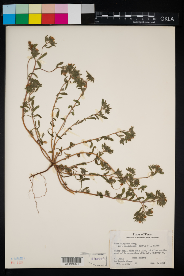 Nama hispida var. spathulata image