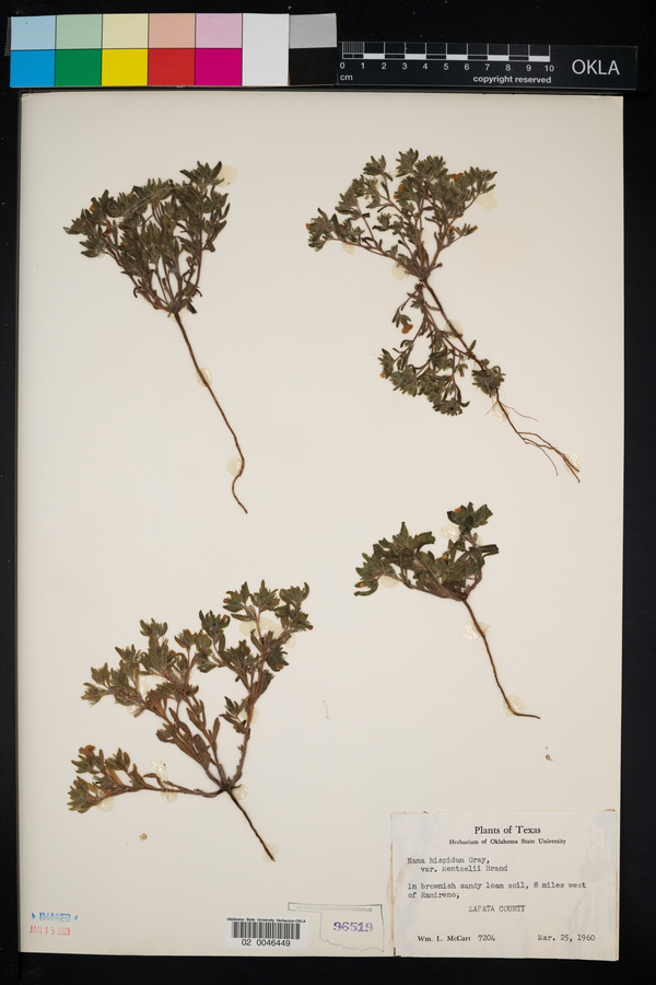 Nama hispidum image