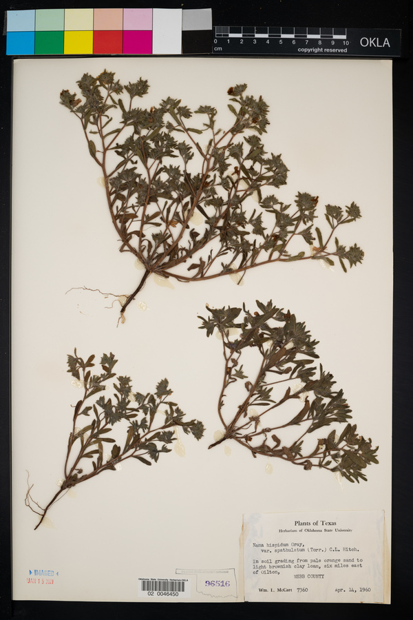 Nama hispida var. spathulata image
