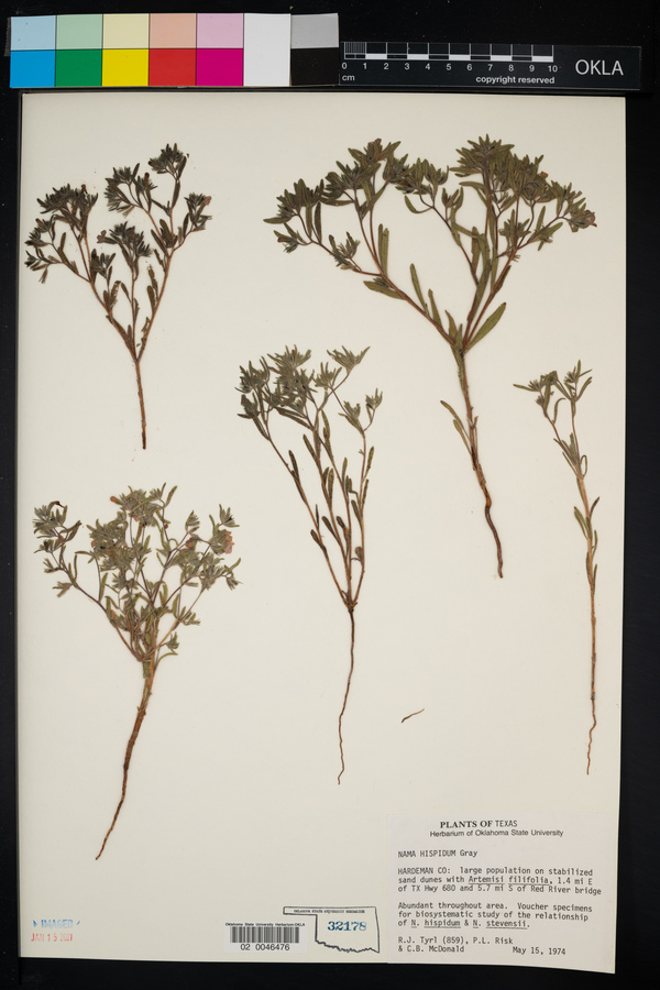 Nama hispida image