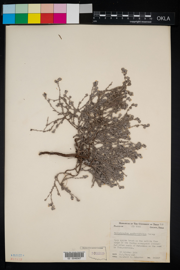Heliotropium confertifolium image