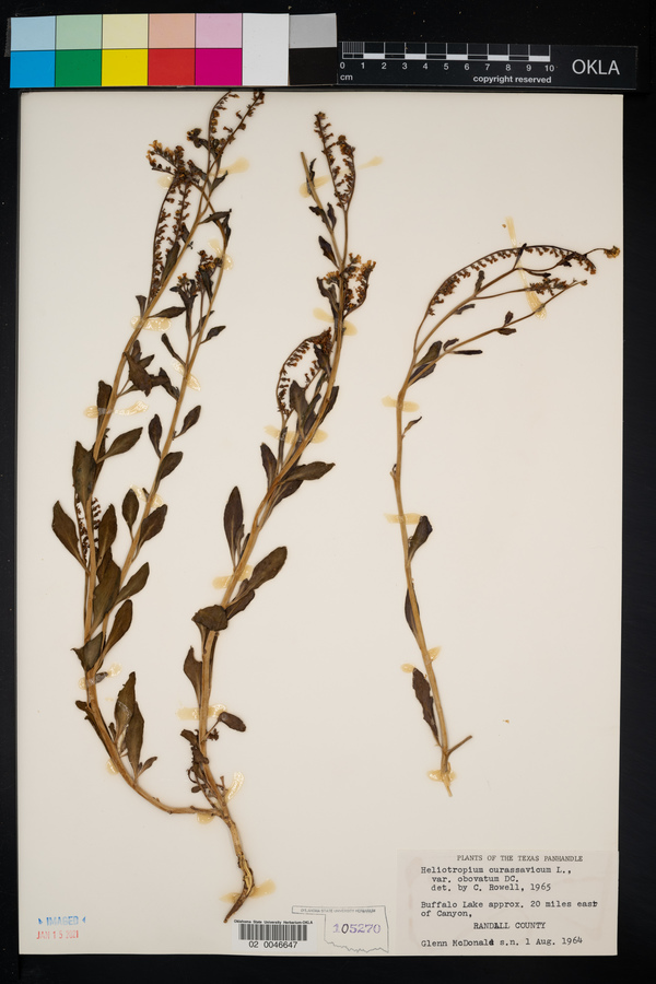 Heliotropium curassavicum var. obovatum image