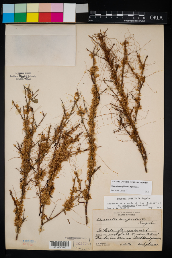 Cuscuta cuspidata image