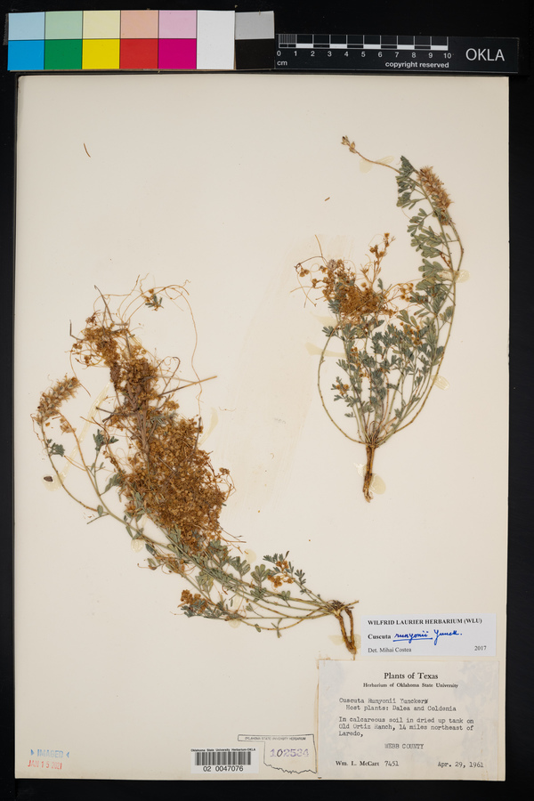 Cuscuta runyonii image