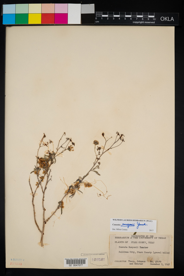 Cuscuta runyonii image