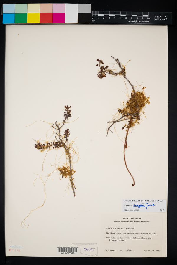 Cuscuta runyonii image