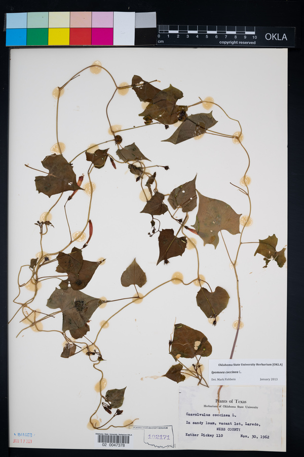 Ipomoea coccinea image