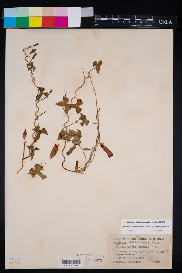 Ipomoea cordatotriloba var. cordatotriloba image