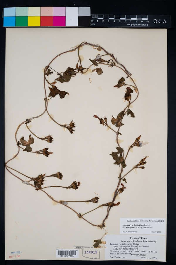 Ipomoea cordatotriloba var. torreyana image