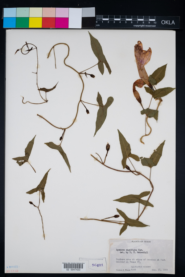 Ipomoea sagittata image