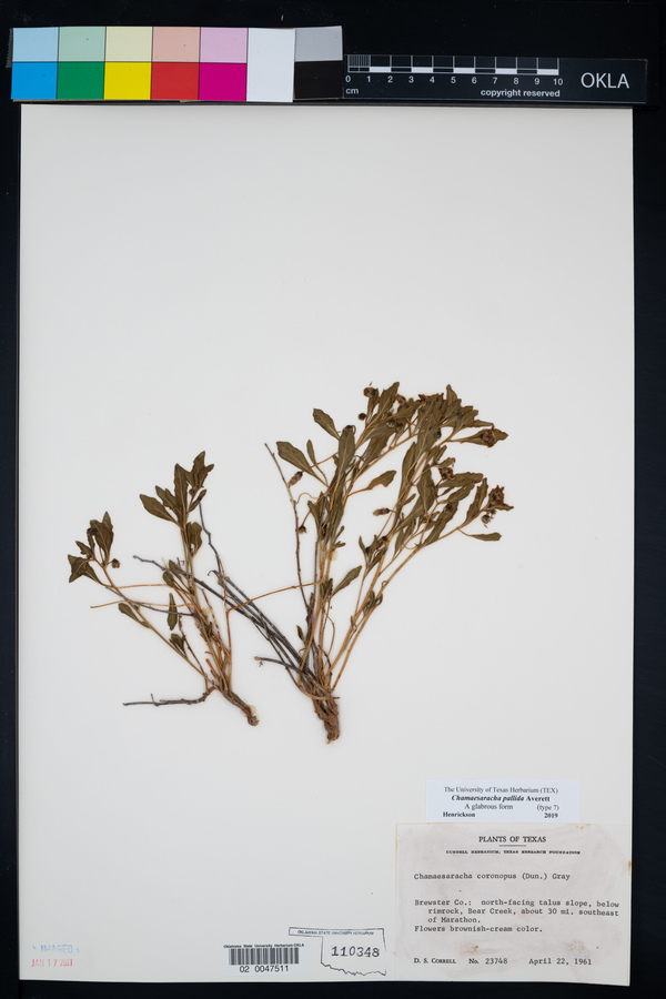 Chamaesaracha pallida image