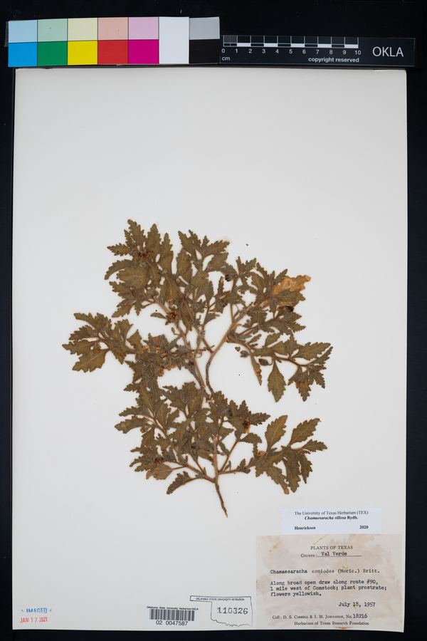 Chamaesaracha villosa image