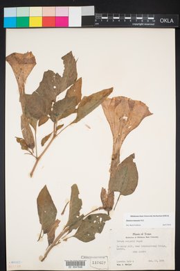 SEINet - AZ/NM Node - Datura innoxia