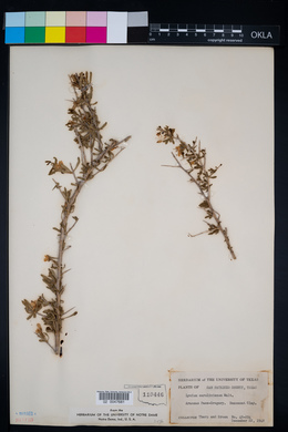 Image of Lycium carolinianum