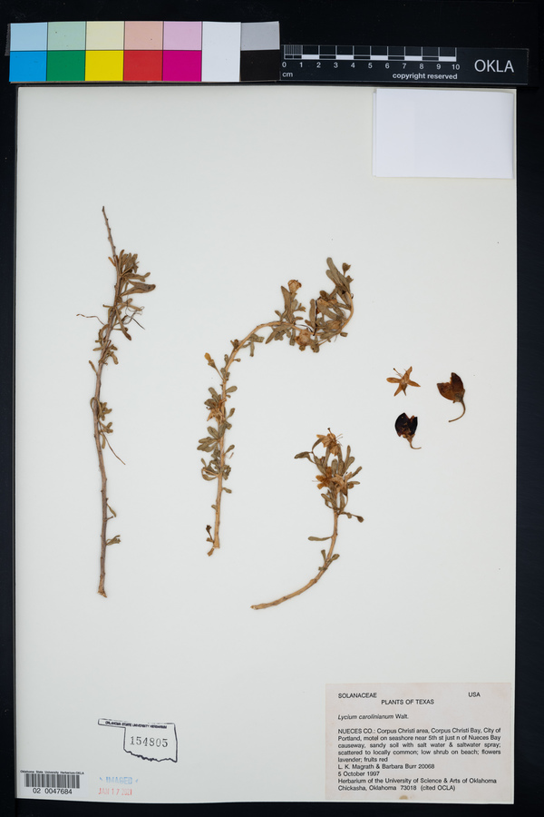 Lycium carolinianum image
