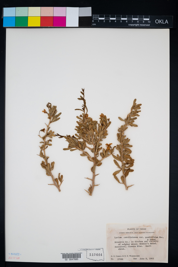 Lycium carolinianum image