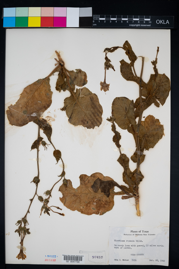 Nicotiana repanda image