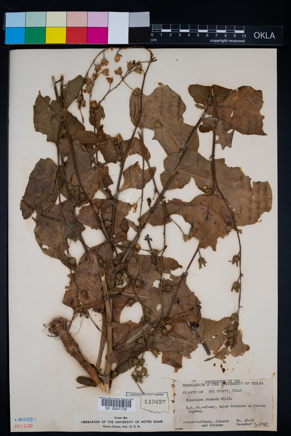 Nicotiana repanda image
