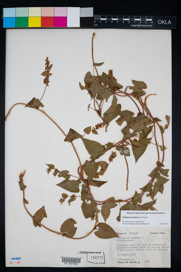 Fallopia scandens image