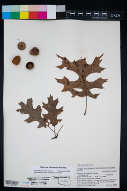 Quercus texana image