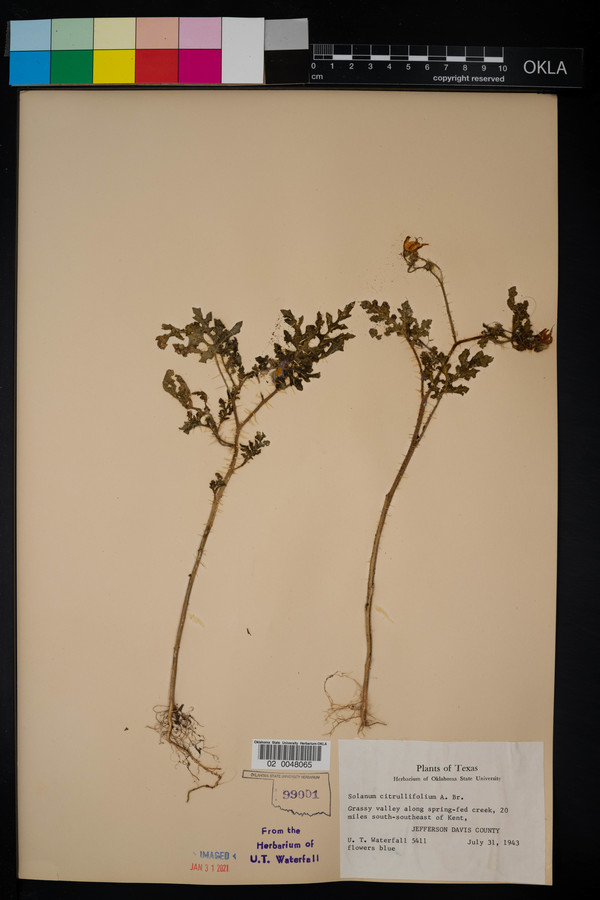 Solanum citrullifolium image