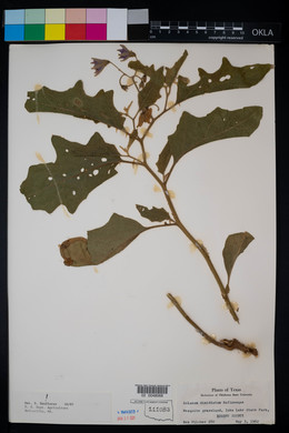 Solanum dimidiatum image