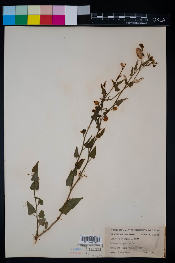 Solanum triquetrum image