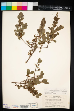 Forestiera pubescens var. pubescens image