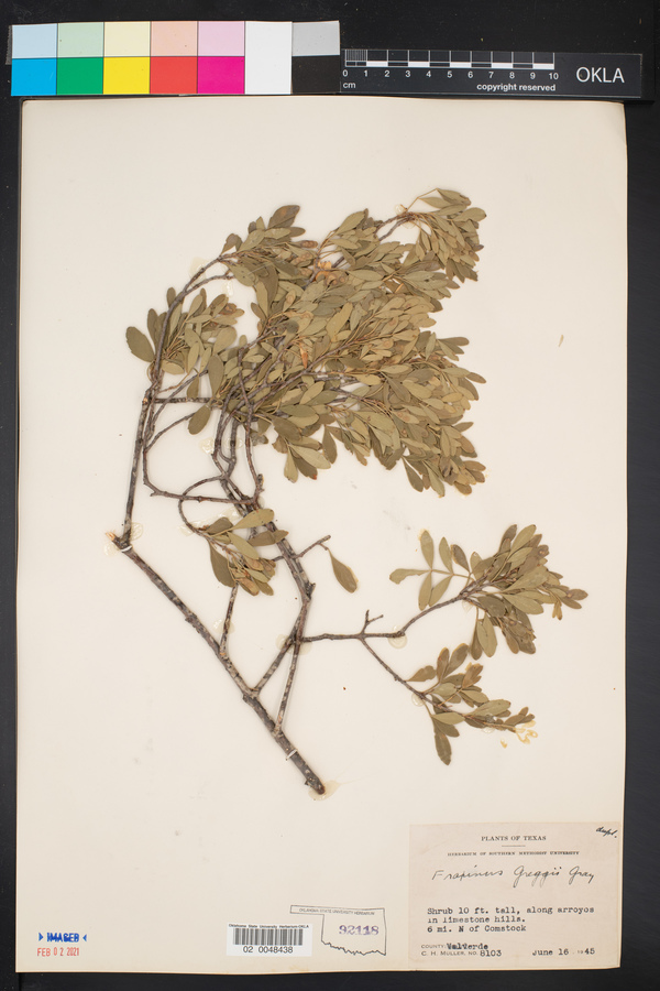 Fraxinus greggii image