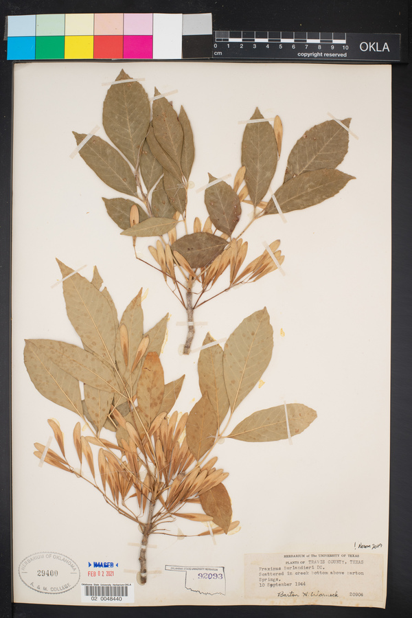 Fraxinus berlandieriana image