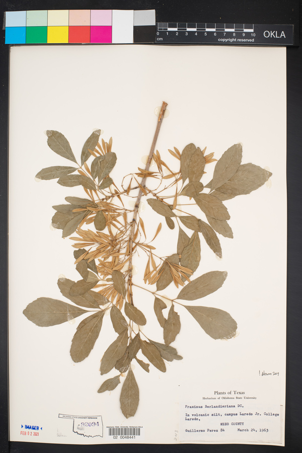 Fraxinus berlandieriana image