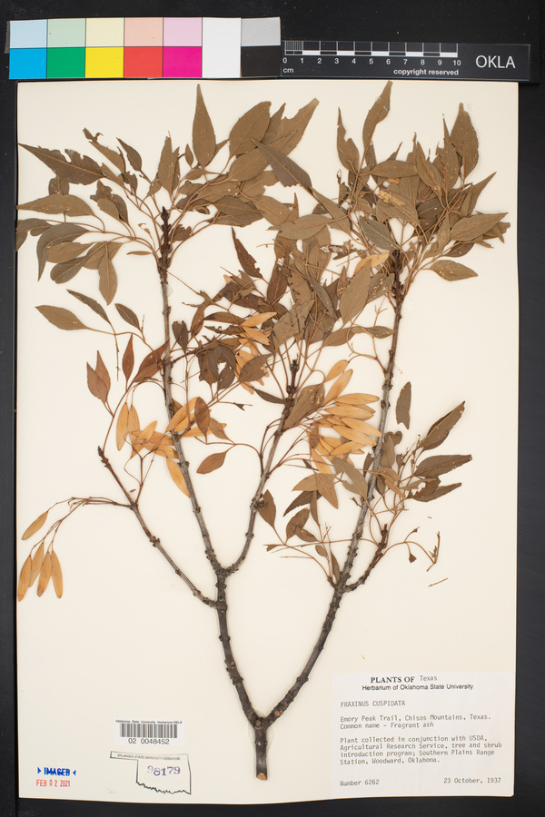 Fraxinus cuspidata image