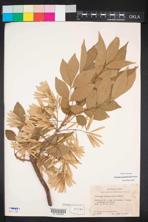 Fraxinus pennsylvanica image