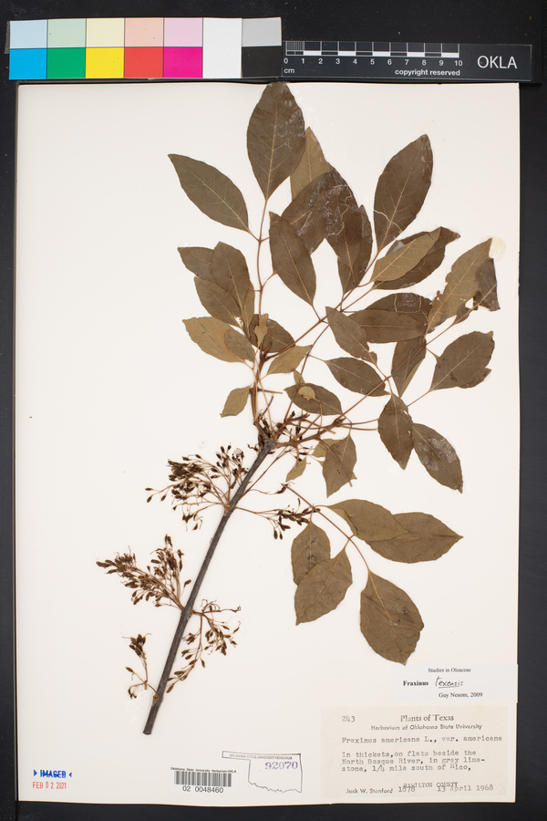 Fraxinus texensis image