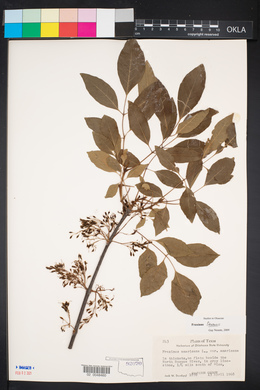 Image of Fraxinus texensis