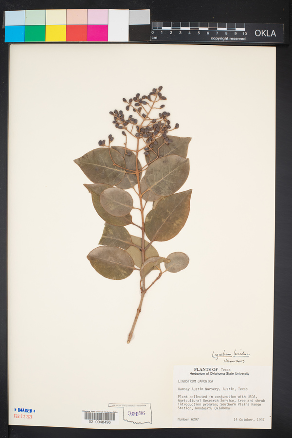 Ligustrum lucidum image