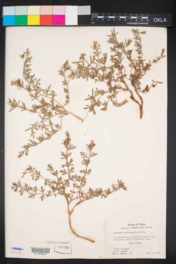 Menodora heterophylla image
