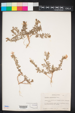 Menodora heterophylla image