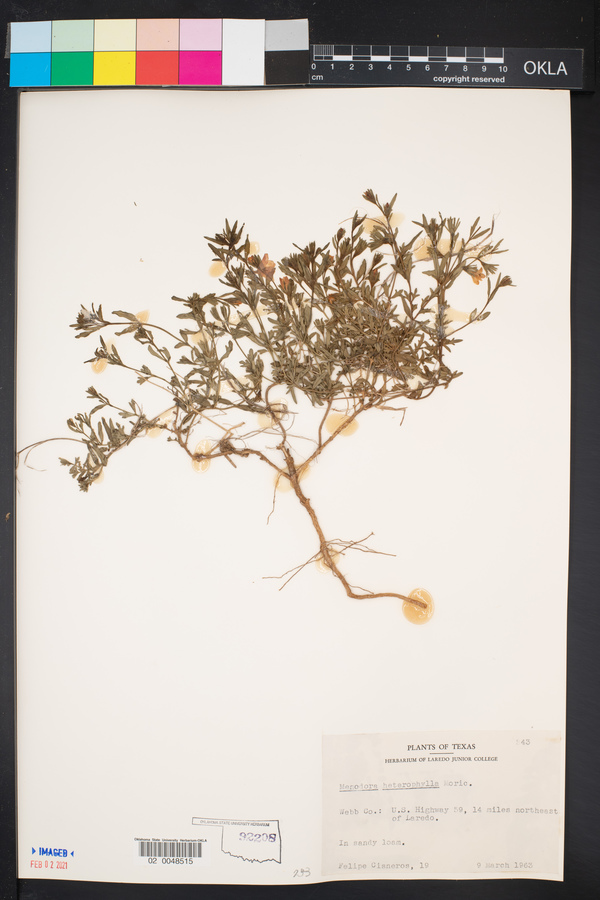 Menodora heterophylla image