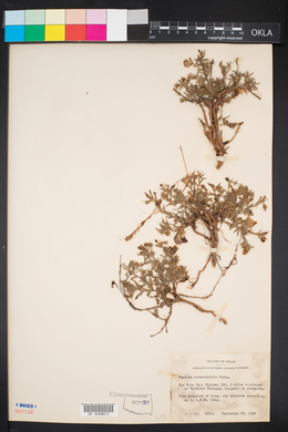 Image of Menodora heterophylla