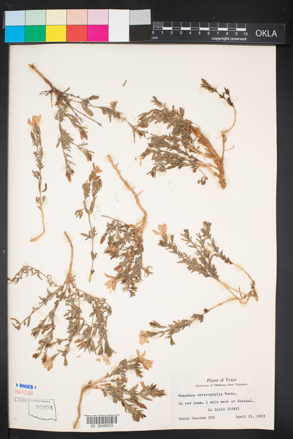 Menodora heterophylla image