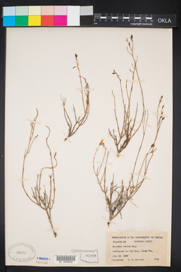 Image of Menodora intricata