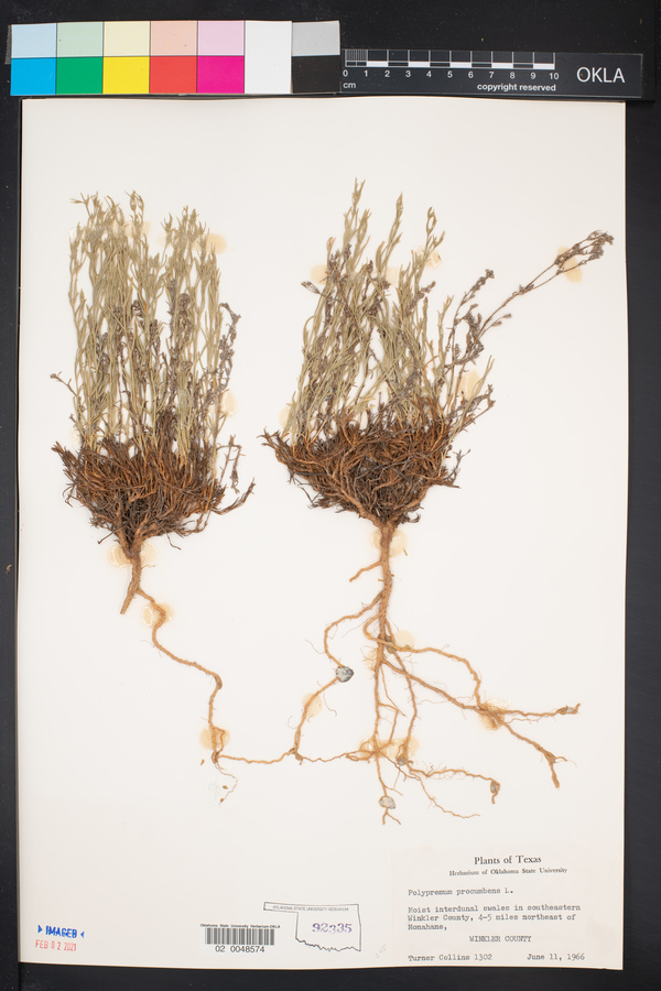 Polypremum procumbens image