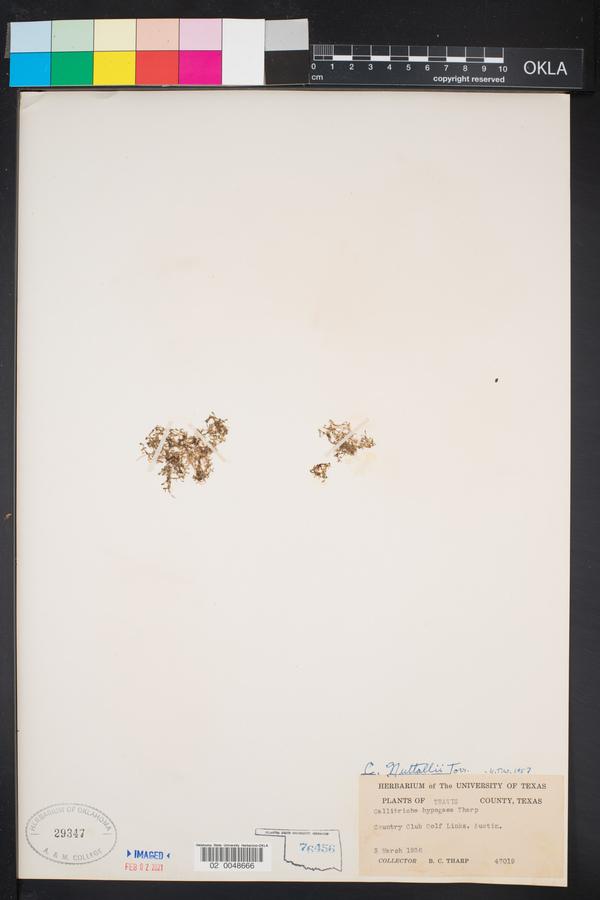 Callitriche nuttallii image