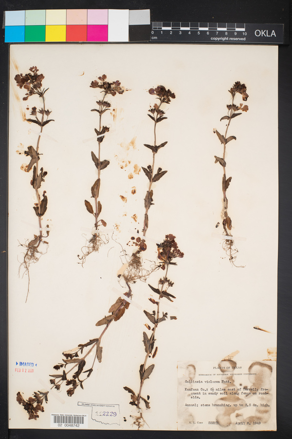 Collinsia violacea image