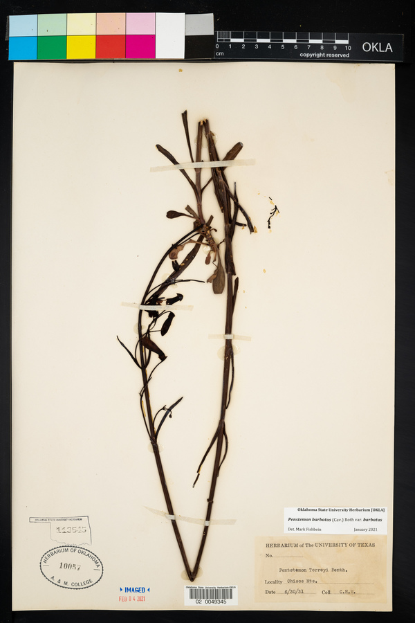 Penstemon barbatus var. barbatus image