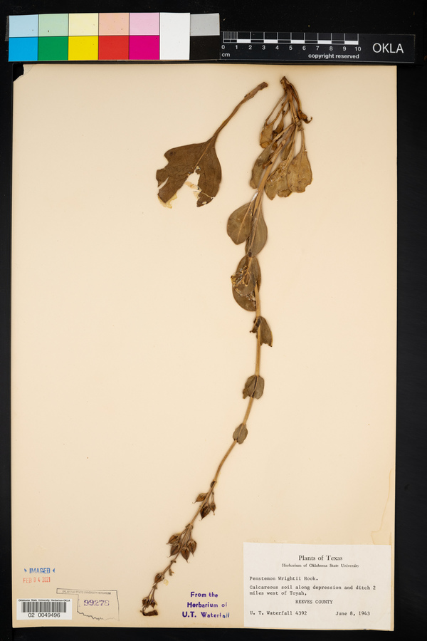Penstemon wrightii image