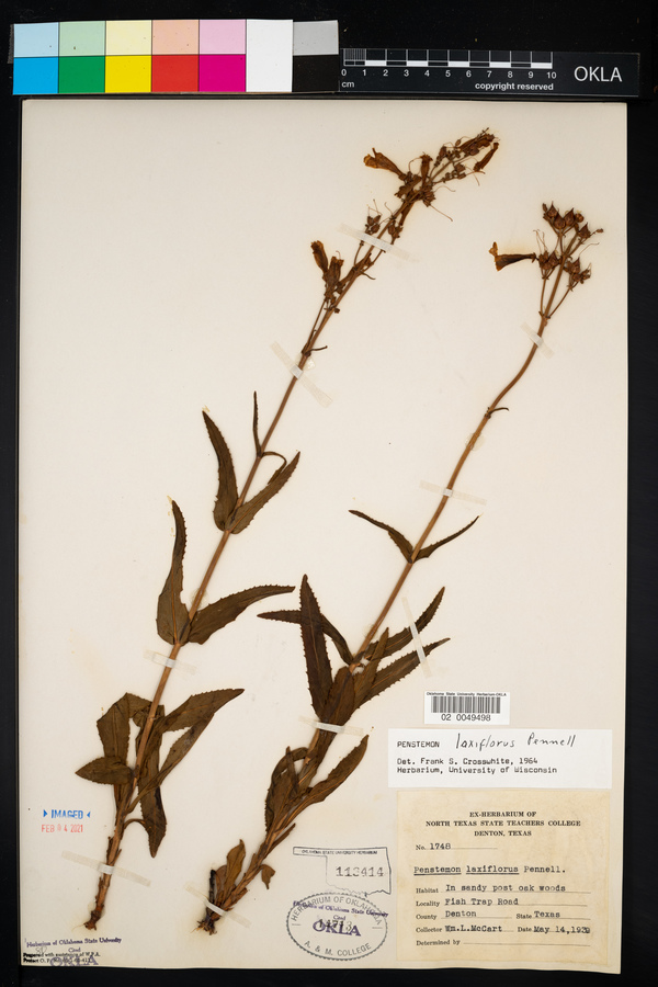 Penstemon laxiflorus image