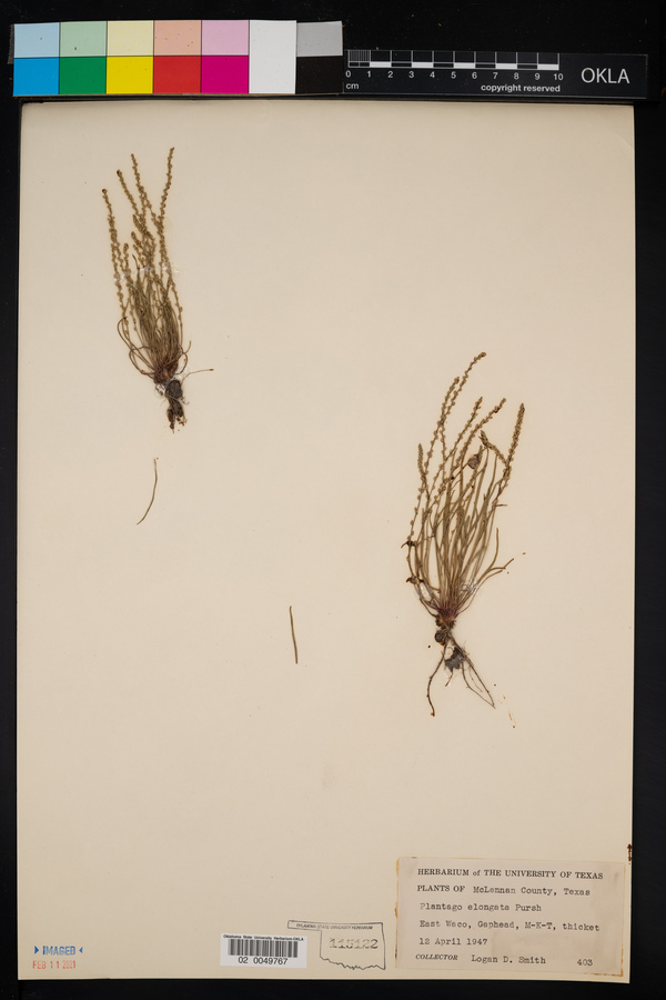 Plantago elongata image